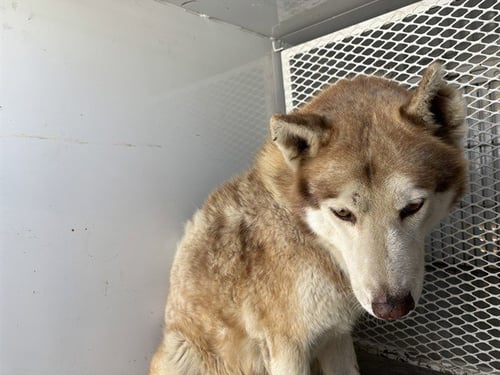 WOLF MAN - Husky available for adoption