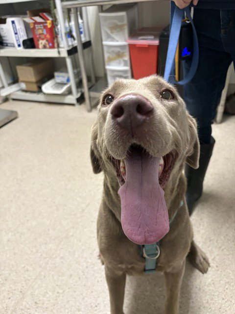 FLOKI - Labrador Retriever available for adoption
