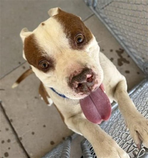 *MOON - Pit Bull Terrier available for adoption