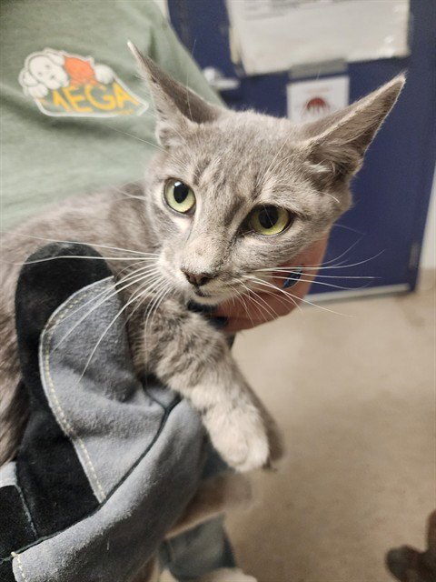 *CHARCOAL - Domestic Short Hair available for adoption