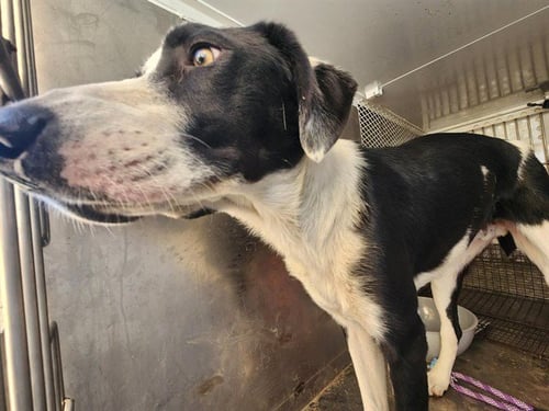BUDDY - Bearded Collie available for adoption