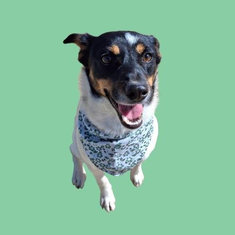 CHISPITA - Rat Terrier / Queensland Heeler available for adoption