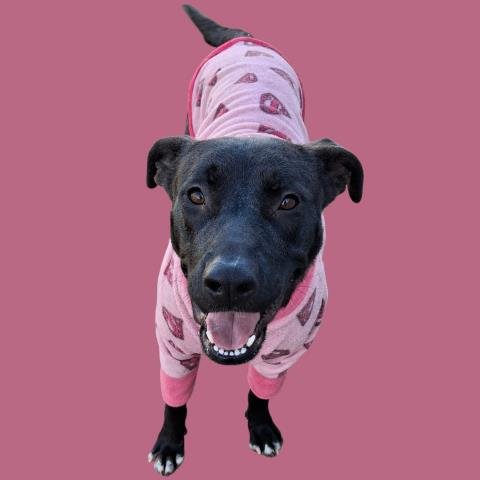NALA - Pit Bull Terrier / Labrador Retriever for adoption in Bakersfield