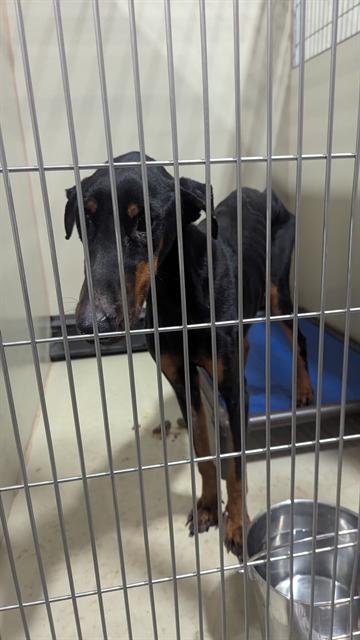 A1240096 - Doberman Pinscher available for adoption