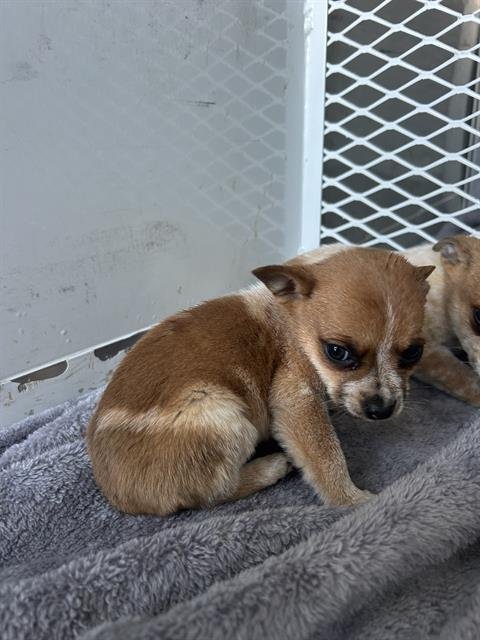 A1237956 - Chihuahua available for adoption