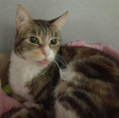 *CAPPUCCINO - Domestic Short Hair available for adoption