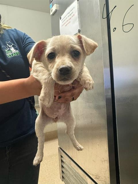 A1243087 - Chihuahua available for adoption