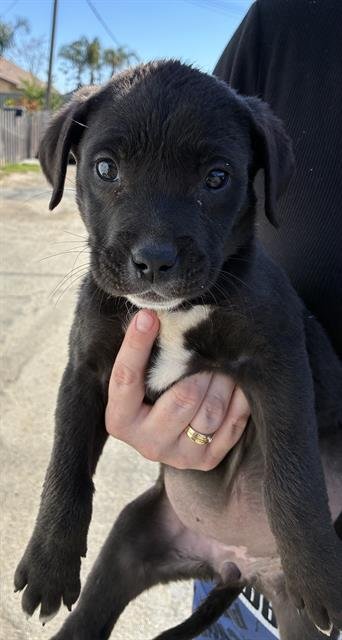A1243661 - Labrador Retriever available for adoption