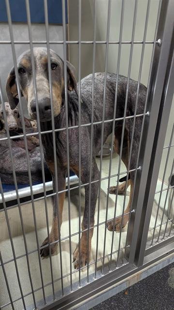 A1244610 - Doberman Pinscher available for adoption