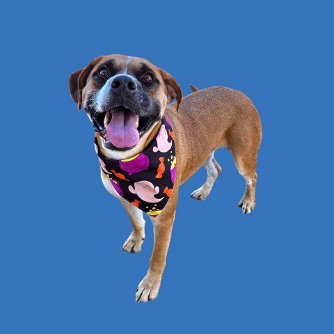 RON - Pit Bull Terrier available for adoption