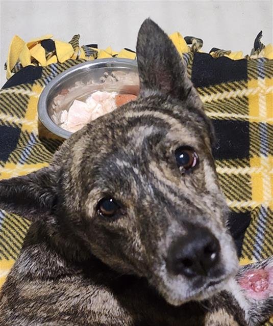 A1240194 - Australian Cattle Dog/Blue Heeler available for adoption