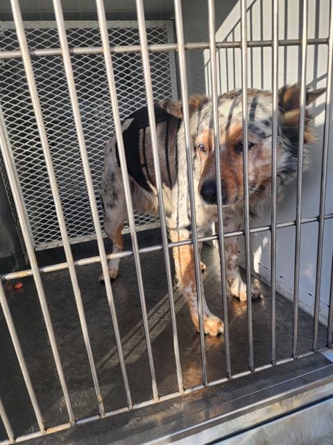 *BANJO - Queensland Heeler available for adoption