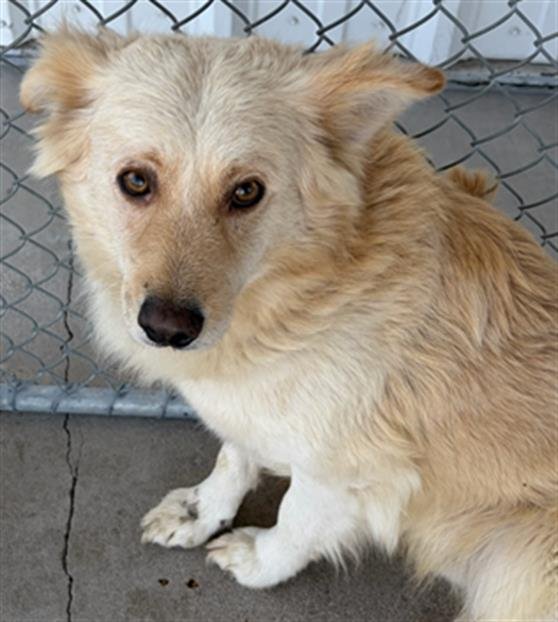 LOBO - Chihuahua available for adoption