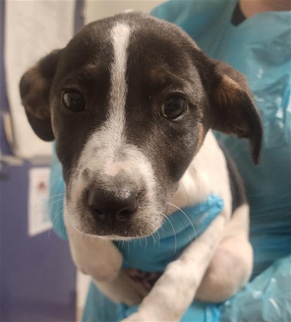 *BLITZEN - Pointer available for adoption