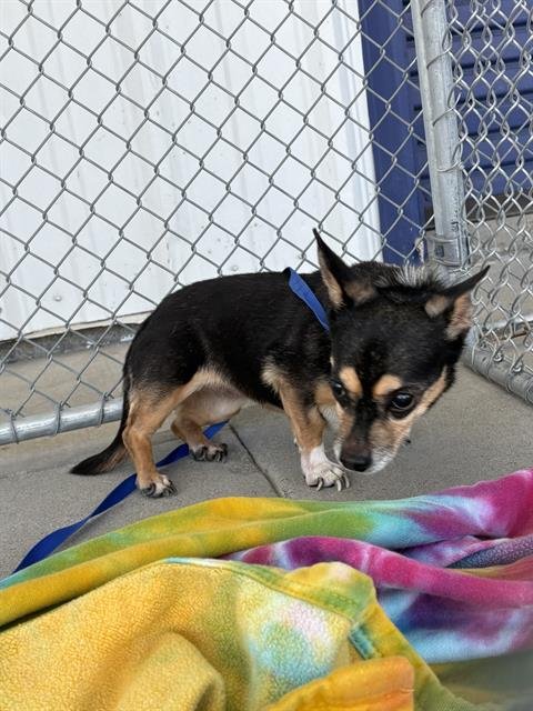 *SAGE - Chihuahua available for adoption