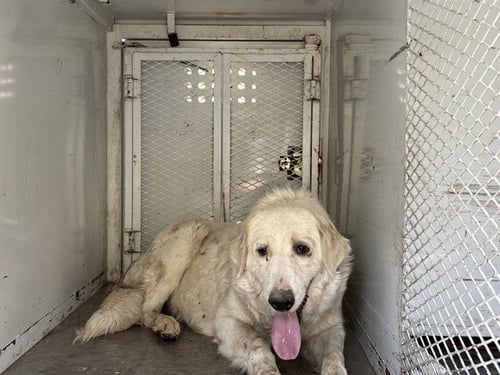 A1259189 - Great Pyrenees available for adoption