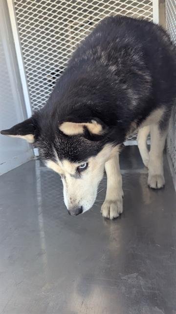ALPHINA - Siberian Husky available for adoption