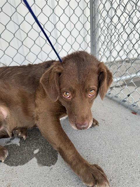 BROWNIE - Labrador Retriever available for adoption
