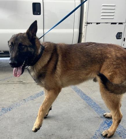 *TREV - Belgian Shepherd Malinois available for adoption