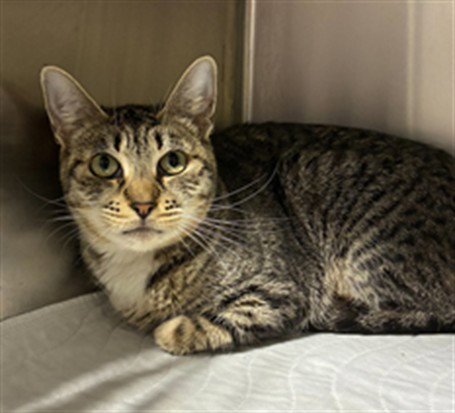 *BETH - Domestic Short Hair available for adoption