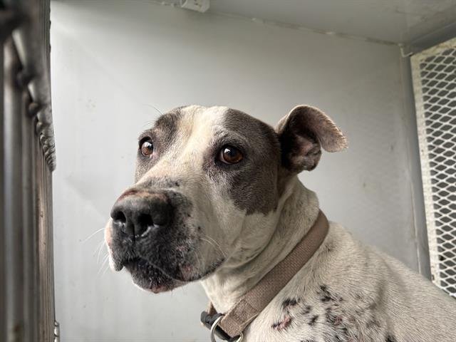 A1237898 - Pit Bull Terrier available for adoption