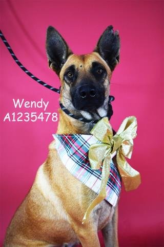 *WENDY - German Shepherd Dog available for adoption