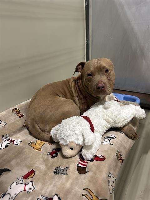 *AMBERS - Pit Bull Terrier available for adoption