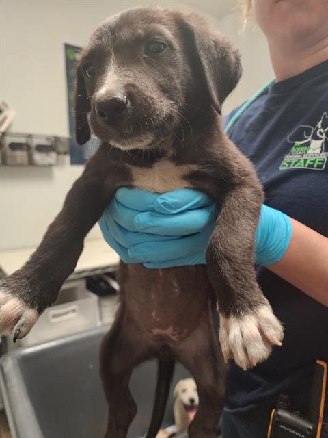 *MAISIE - Border Collie available for adoption