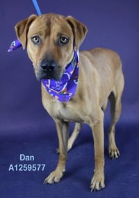 DAN - Photo 1
