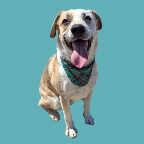 *BUTTERSCOTCH - Australian Cattle Dog/Blue Heeler available for adoption