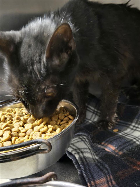 *STARLIGHT - Domestic Short Hair for adoption in Bakersfield