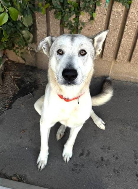 *MICKEY - Anatolian Shepherd available for adoption