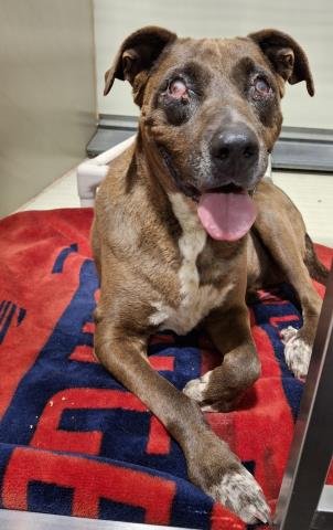 VIEJONA - Pit Bull Terrier available for adoption