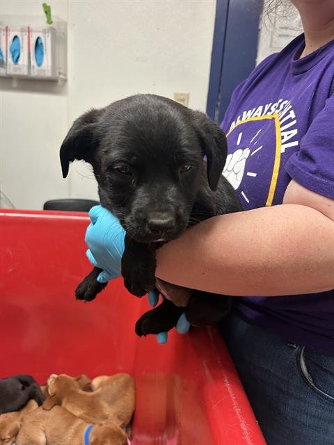 *AMY - Pit Bull Terrier / German Shepherd Dog available for adoption