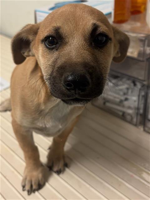 *COOKIE - Chihuahua available for adoption