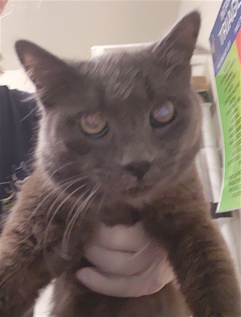 *BRUCE - Domestic Medium Hair available for adoption