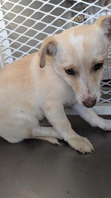 *ZEKE - Chihuahua available for adoption