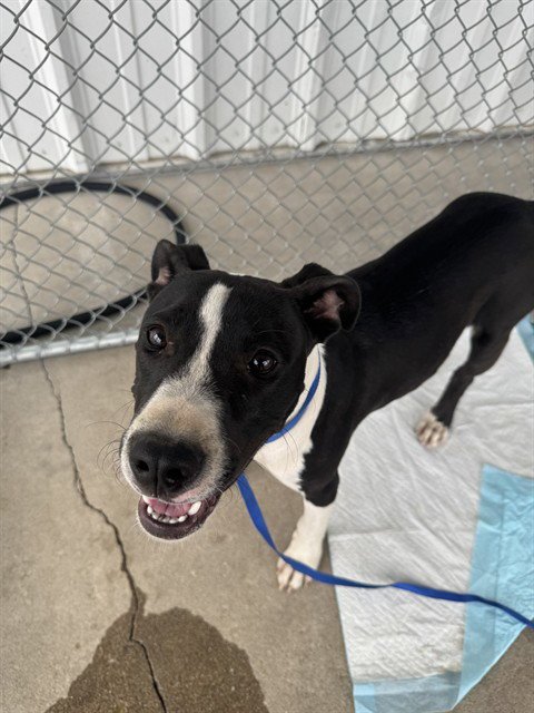 *KID DANGER - Pit Bull Terrier available for adoption