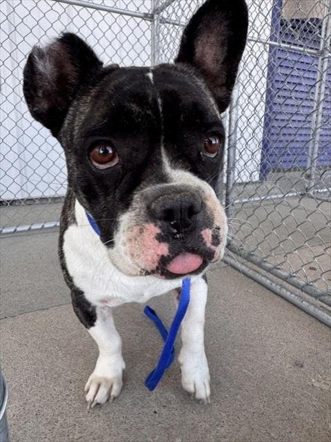 BOSA - Bulldog available for adoption