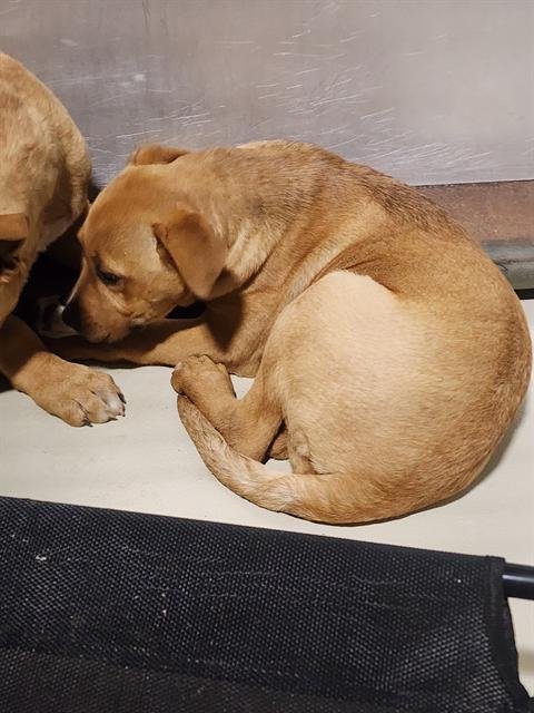 A1241824 - Pit Bull Terrier available for adoption