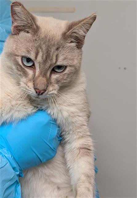 *BUBBLES - Siamese available for adoption