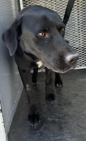 *CASEY - Labrador Retriever available for adoption