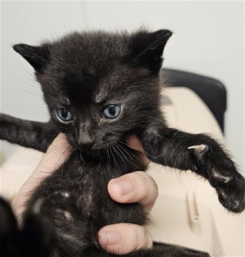 BO - Domestic Short Hair available for adoption