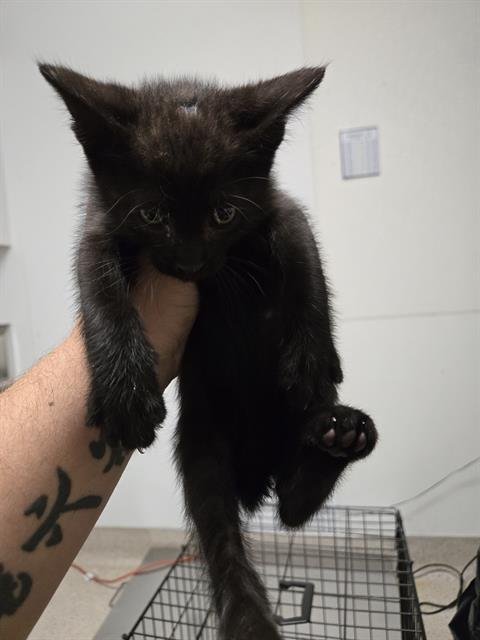 A1250309 - Domestic Short Hair available for adoption