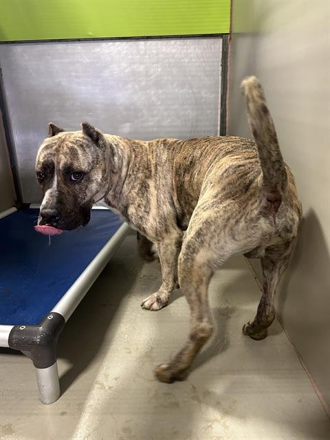 *WAFFLE - Mastiff available for adoption