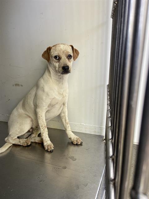 BLANCO - Queensland Heeler available for adoption