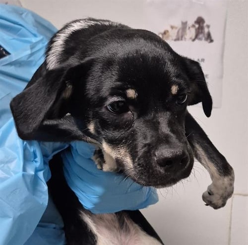 *HYACINTH - Chihuahua available for adoption