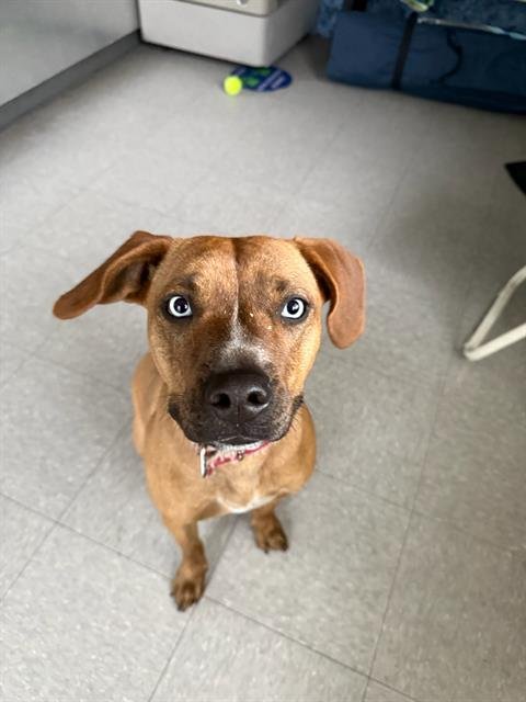 LILY - Black Mouth Cur available for adoption