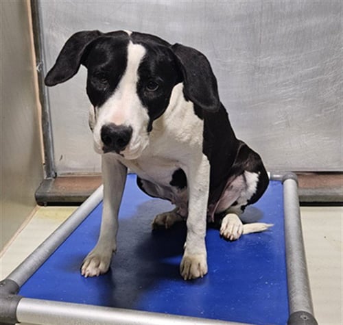 DOG 1 - Pit Bull Terrier available for adoption
