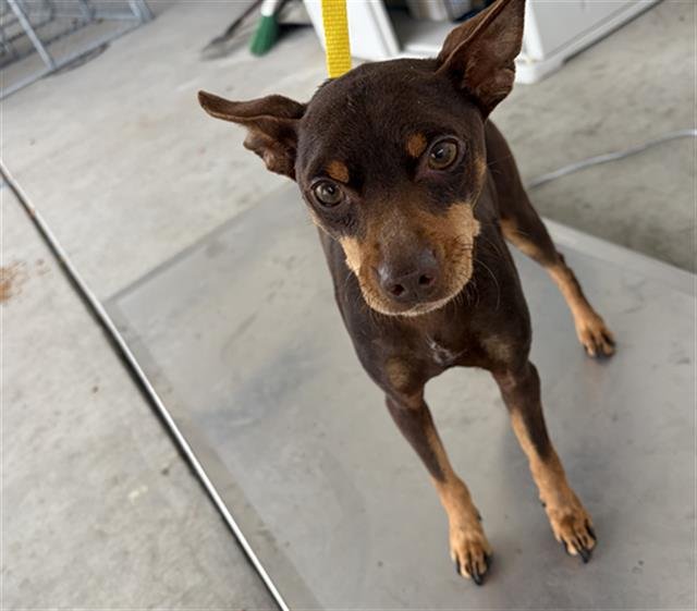 *HENRY - Chihuahua available for adoption